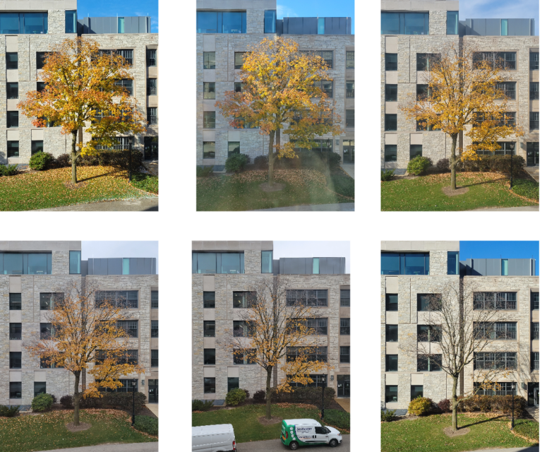 A Tree Grows in Evanston
